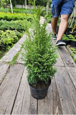 Туя западная Пирамидалис Компакта (Pyramidalis Compacta)